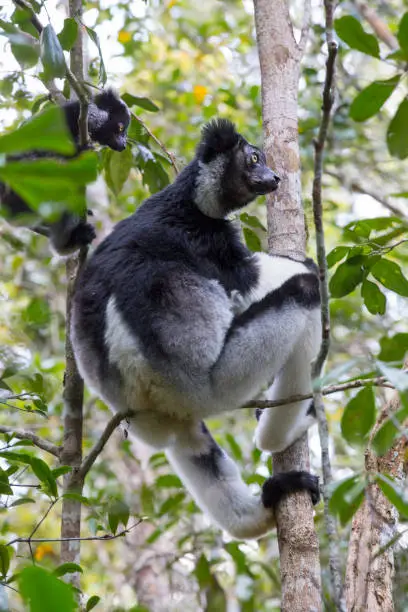 Indri Lemur on a tree. Madagascar.