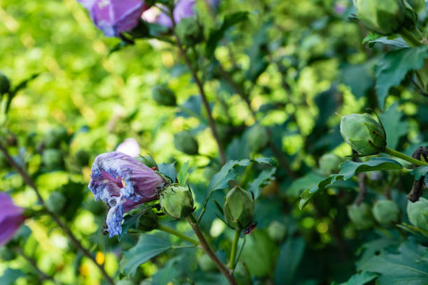 withered pink flower side view in garden with green leaf leaves