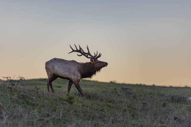 Bull Tule Elk at Sunrise A Bull Tule Elk wanders the hills of the Point Reyes National Seashore. bugling photos stock pictures, royalty-free photos & images
