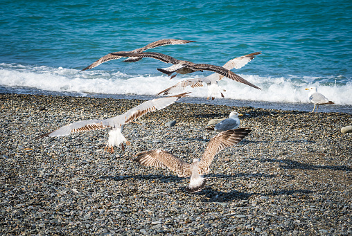 Seagulls flying over the waves of the Black Sea in Sochi, Russia