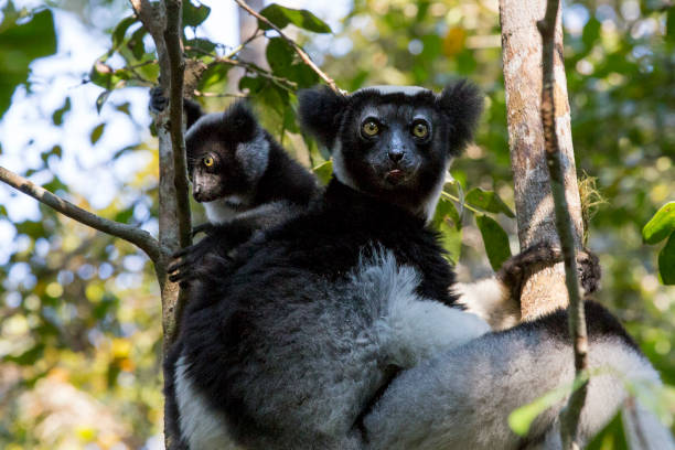 Indri Lemur whit cub Indri Lemur with her cub on a tree. Madagascar. lemur madagascar stock pictures, royalty-free photos & images