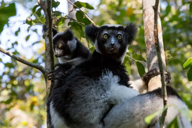 Indri Lemur with her cub on a tree. Madagascar.