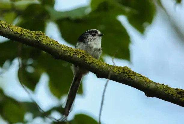 Photo of Long-Tailed Tit