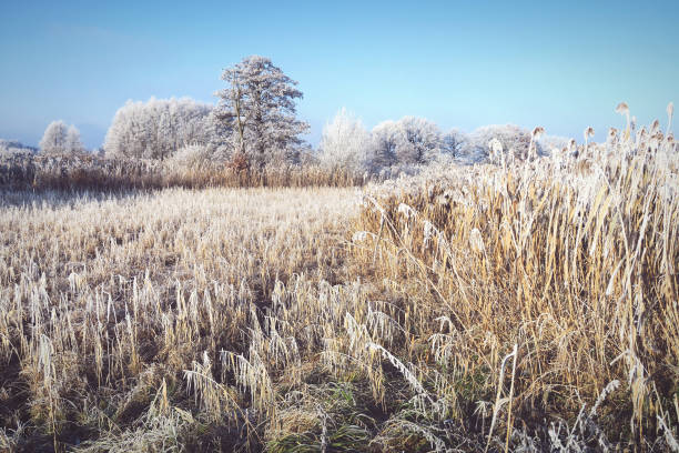 istock Rime frost landscape at Havel river (Germany) 851099694