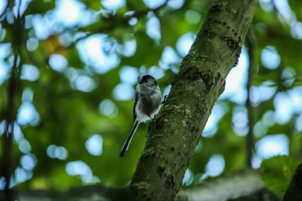 Photo of Long-Tailed Tit