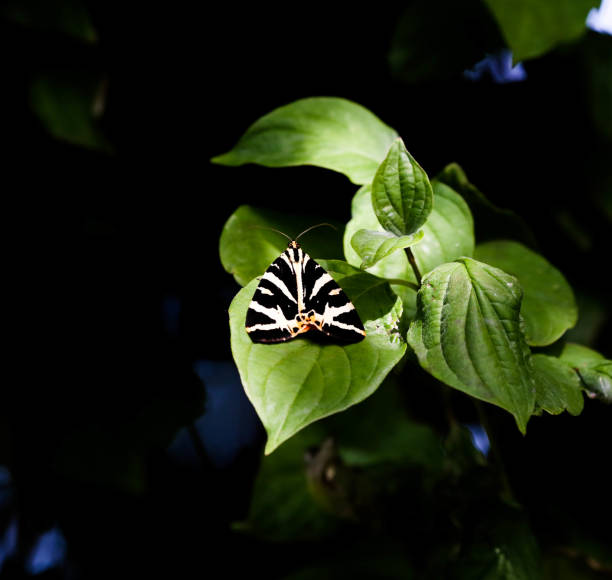 tigre mariposa camisa - jersey tigermoth - fotografias e filmes do acervo