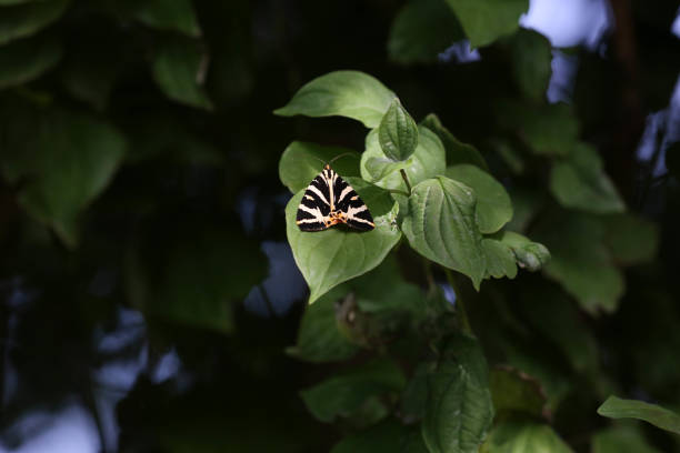 tigre mariposa camisa - jersey tigermoth - fotografias e filmes do acervo