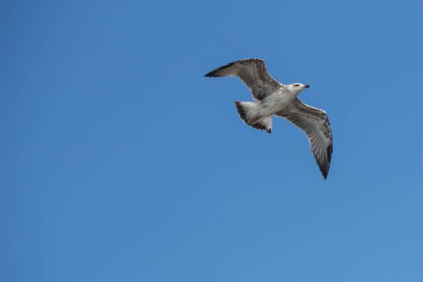 istock Flying seagull grabbing  mussel 851103248