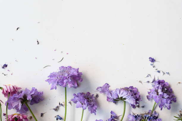 istock Wilting pincushion flowers from above 851103706