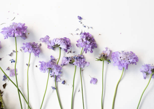istock Wilting pincushion flowers from above 851104240