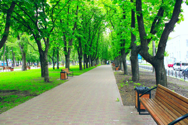 beautiful city park with nice promenade path benches and big green trees. City park in the spring