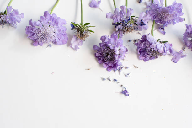 istock Wilting pincushion flowers from above 851106436