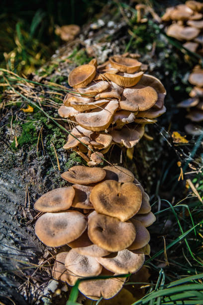 istock Mushroom In The Forest 851106670