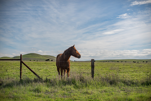 A horse waiting.