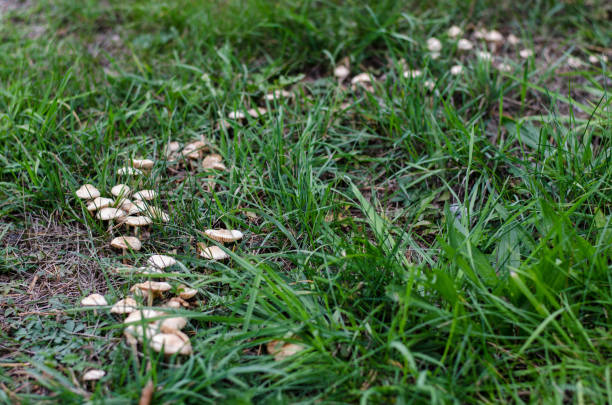 Marasmius oreades in a fairy ring Marasmius oreades in a so called "fairy ring" in a small hill during autumn. marasmius oreades mushrooms stock pictures, royalty-free photos & images