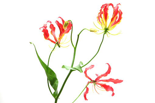 Pictured  Gloriosa in a white background.