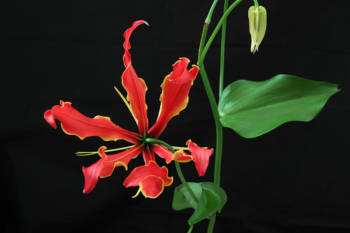 Pictured  Gloriosa in a black background.