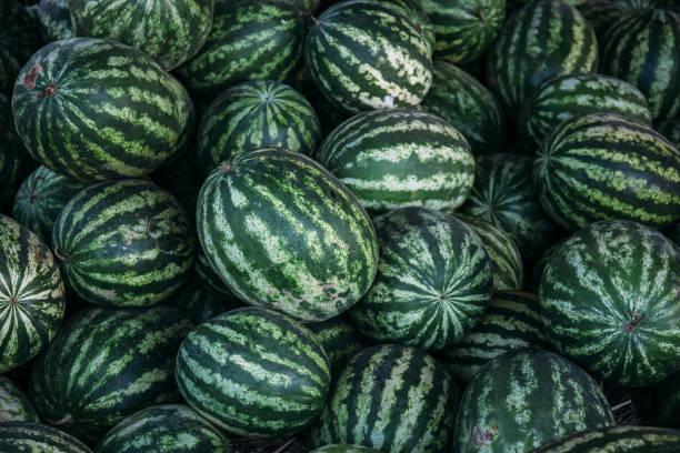 istock Many big sweet green watermelons 851148668