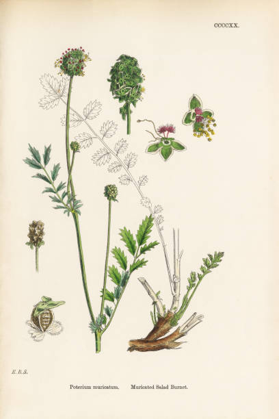 istock Muricated Salad Burnet, Poterium muricatum, Victorian Botanical Illustration, 1863 851152128