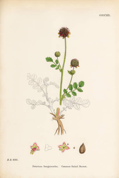 istock Common Salad Burnet, Poterium Sanguisorba, Victorian Botanical Illustration, 1863 851152130