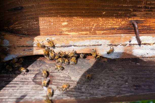 istock Bee with pollen that enter in the hive 851155238