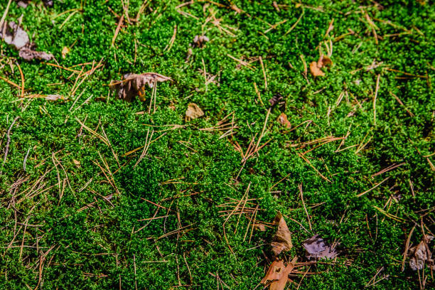 Background of moss pine needles in the forest in Ukraine