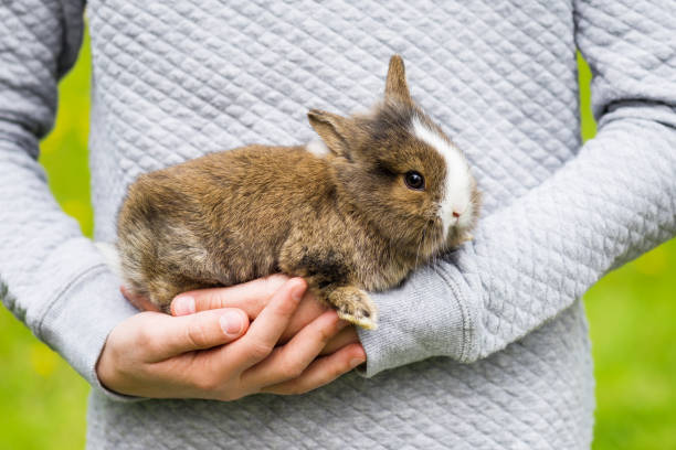 Beautiful small rabbit bunny in girls hands. Beautiful small rabbit bunny in girls hands. Protection and care of nature concept. animal welfare photos stock pictures, royalty-free photos & images