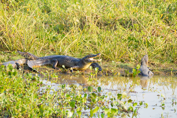 istock caiman which heats up in the morning sun. 851159782