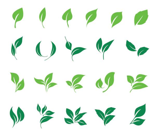 Leaves icon vector set. Ecology icon set. Leaves icon vector set isolated on white background. Ecology icon set. leaf stock illustrations
