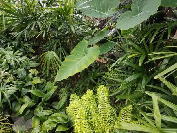 istock a variety of different plants and leaves 851169554