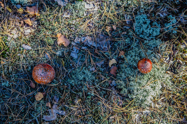 istock Mushroom In The Forest 851169558