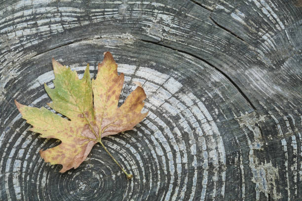 autumn template with a dried leaf on wooden background with copy space