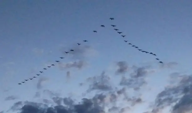 Photo of High flying v-shaped formation of Canada Geese at dusk over Zion National Park area in Utah