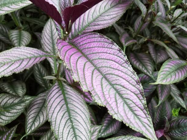 istock plant with green and purple leaves 851180312