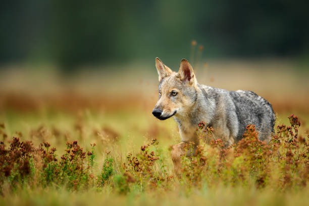 カラフルな草を見つめてオオカミ幼いこども - red wolf ストックフォトと画像