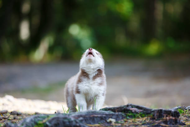 The puppy is howling in the woods stock photo