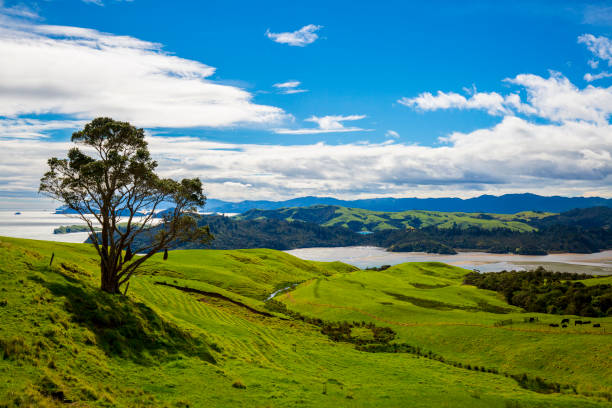 istock New Zealand Countryside 851197744