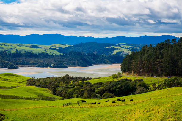 New Zealand Countryside Manaia Road Saddle and Lookout in Coromandel, New Zealand coromandel peninsula stock pictures, royalty-free photos & images