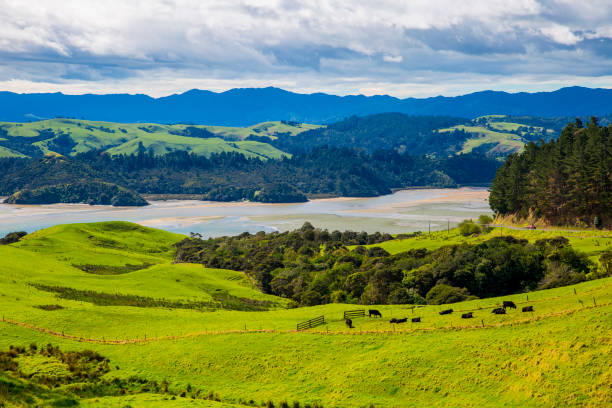 New Zealand Countryside
