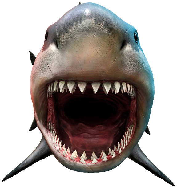 Shark with open mouth stock photo