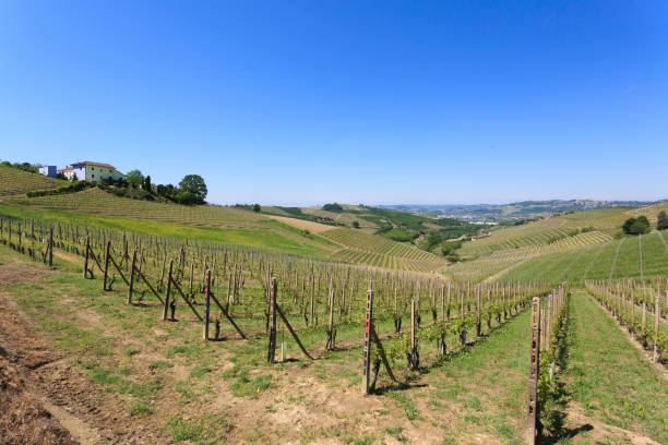 istock Landscape with vineyards from Langhe,Italian agriculture 851207252