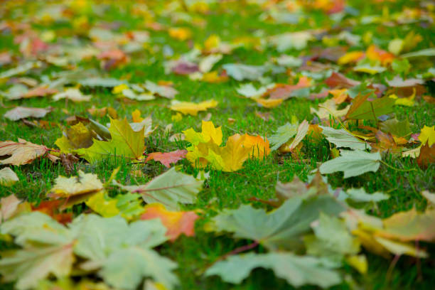 istock Colorful brightly colored autumn leaves on the grass 851210196
