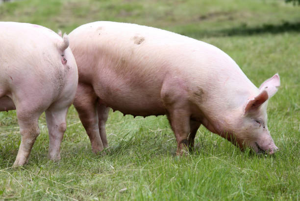 istock Pink pig grazing on the meadow summertime 851213422