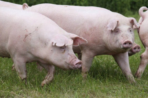 istock Group of young sow grazing on pasture 851213446