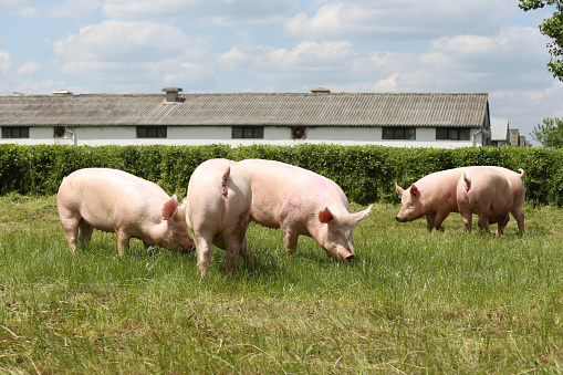 Herd of pigs breeding on animal farm summertime