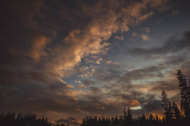 istock Sunset at the edge of the forest 851219820