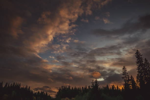 istock Sunset at the edge of the forest 851219846