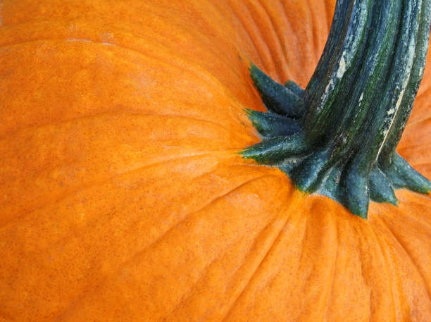 istock Close up of the Mighty Pumpkin 851229052