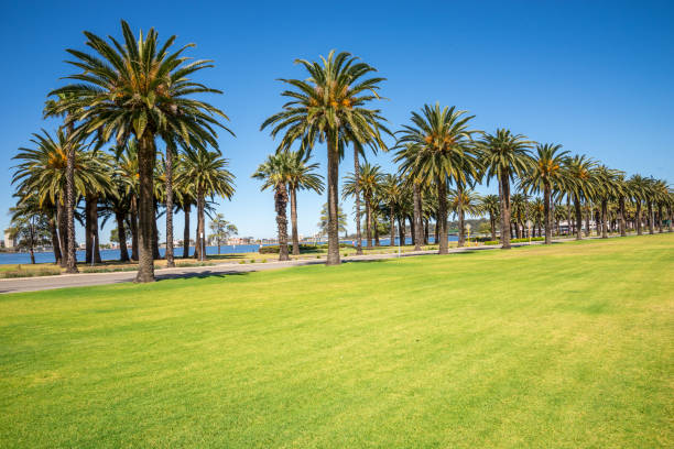 istock Palm trees along Riverside Drive in Perth, Langley Park, Western Australia 851238482
