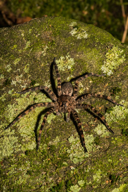 istock Dark Fishing Spider 851260848